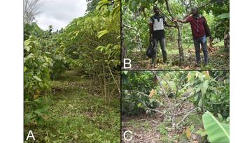 Young cocoa plots surrounded by barrier crops, with A: a hedge of robusta coffee (right) protecting the cocoa trees (left) from infection by CSSV disease, B: the two technicians in charge of monitoring the cocoa plots v , Ernest Gboko and Hervé Kouassi, next to a nice Mercédès hybrid cocoa tree, C: a CNRA clone that has entered production (© Régis Babin, Cirad)