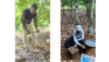 Prélèvement d’échantillons de sol et confection  d’un monolithe pour évaluer la macrofaune dans les sols sous cacaoyers (©Vagba Gnagno Hemon)