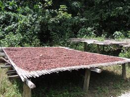 The impacts of agroforestry and organic cropping practices on cocoa organoleptic quality are studied in the C4F project (©CIRAD, Patrick Jagoret)