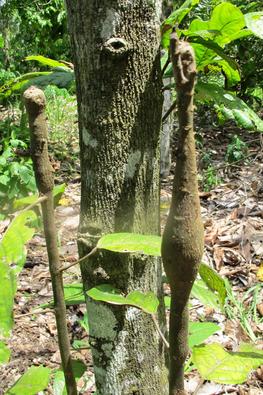 Swellings on cocoa trees caused by the cocoa swollen shoot virus (©CIRAD, Christian Cilas)