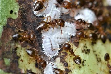 Formicococcus njalensis, one mealybug species that is a vector of the cocoa swollen shoot virus. Ants raise and protect these mealybugs in exchange for their honeydew (©CIRAD, Régis Babin)