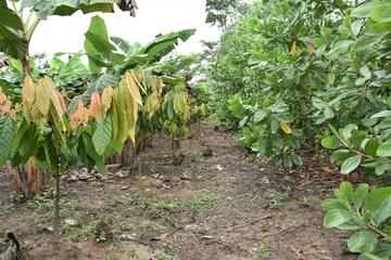 Plant barriers (here with Acacia auriculiformis)—a possible technical lever to hamper spread of the cocoa swollen shoot virus in cocoa stands (©CIRAD, Régis Babin)