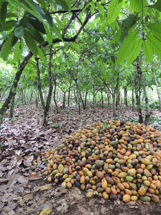 The volatility and downward trend in world cocoa prices—a crucial issue for West African cocoa farms (©CIRAD, Patrick Jagoret)